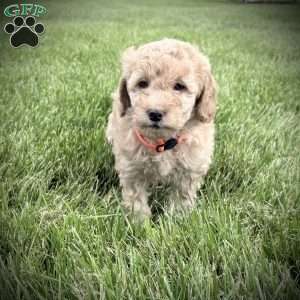 Rosie, Mini Goldendoodle Puppy
